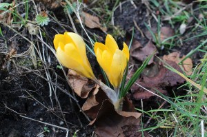 Crocus flavus (2)